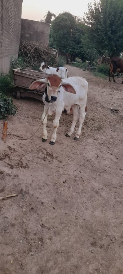 Jackpot Brahmann vacha
