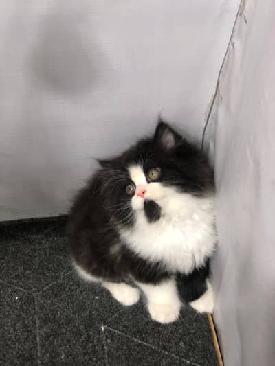 cash on delivery Persian Punch face triple coat cat Kitten