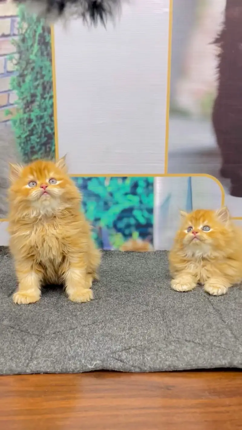 cash on delivery Persian Punch face triple coat cat Kitten — photo 10