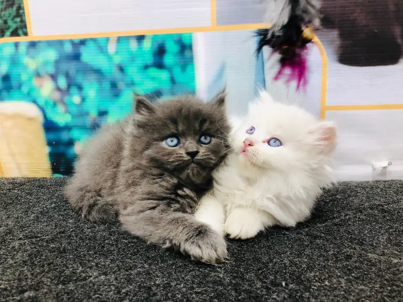 cash on delivery Persian Punch face triple coat cat Kitten — photo 11