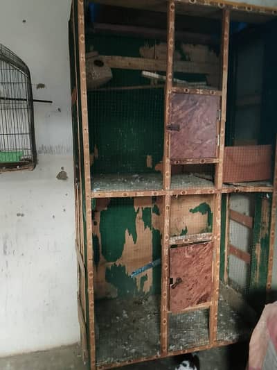 bird catch