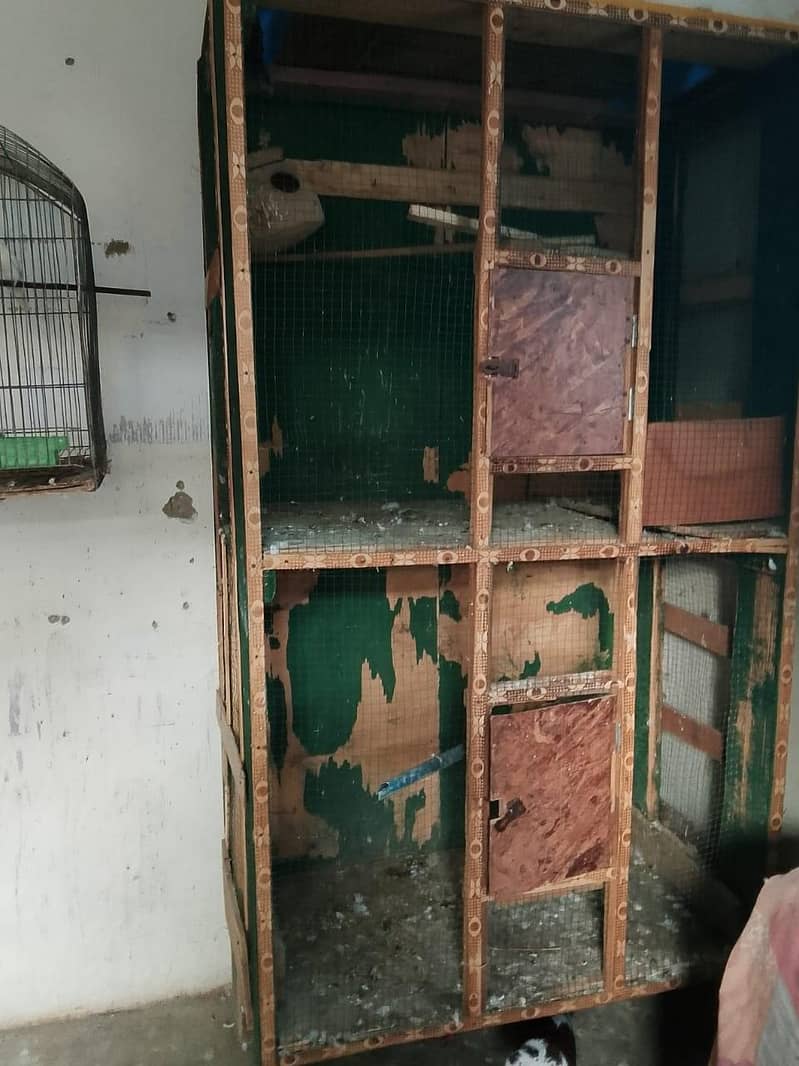 bird catch 0