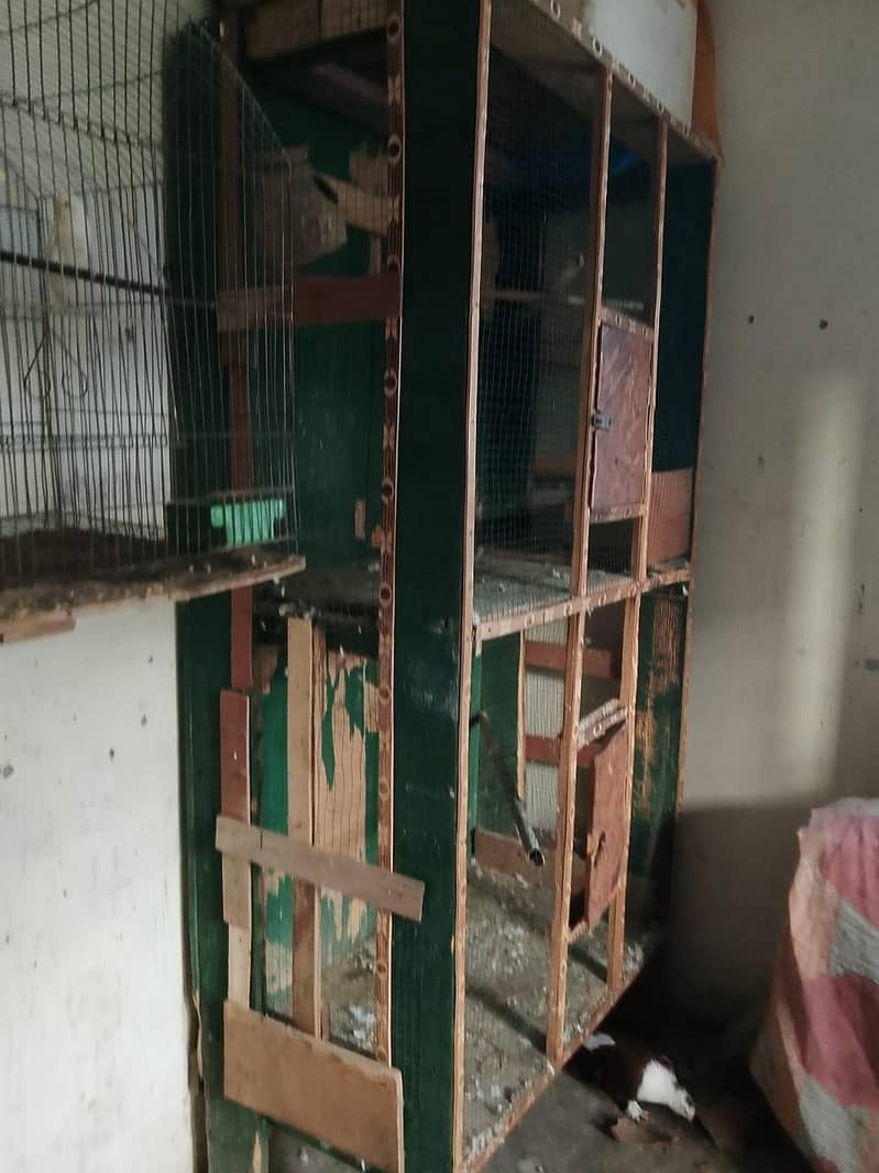 bird catch 1