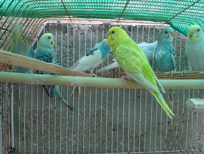 Australian parrots(03363770015)