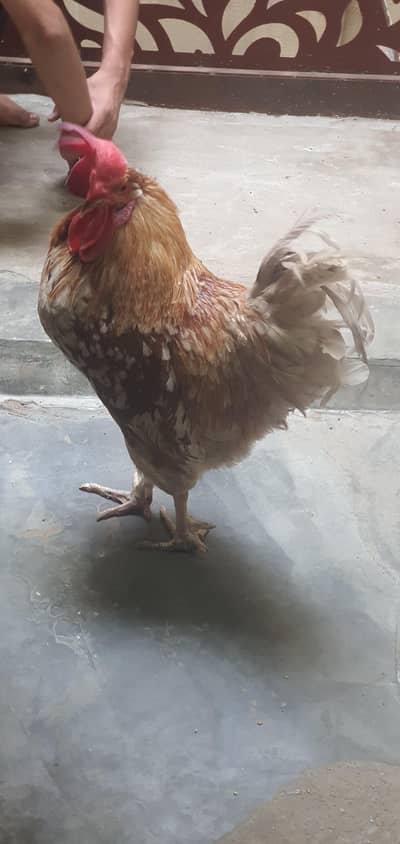 hens for sale