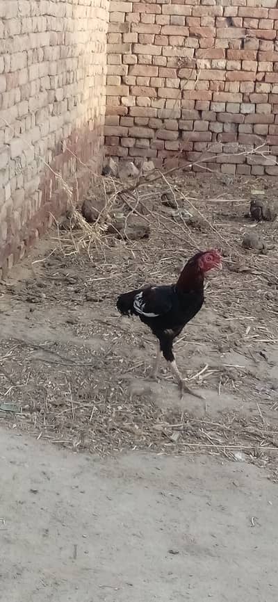 Aseel murga