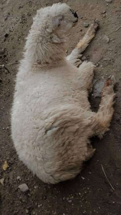 Sheep Chattra Mundra Nasal