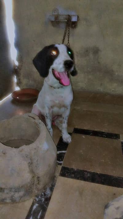 5 MONTHS OLD POINTER MALE FOR SALRE GOOD QUALITY