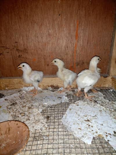 Suxxes chicks for sale