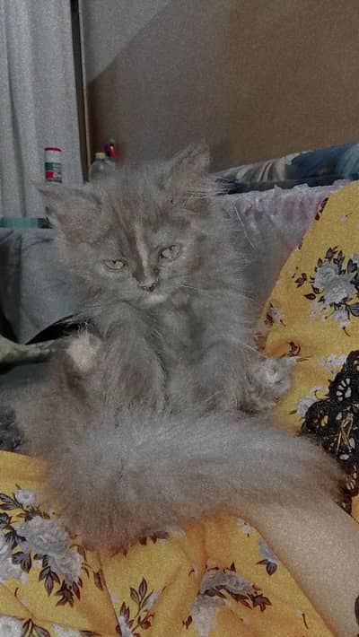 Persian beautiful Grey Cat