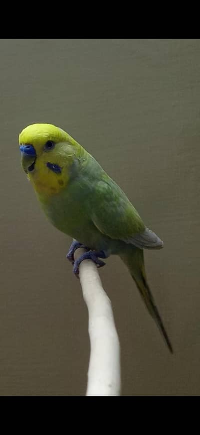 Rainbow King Size Budgie
