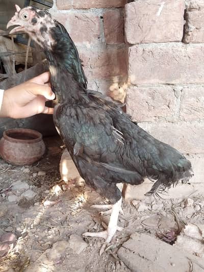 2 aseel hens h kurk pay h or 4 desi han 3 male desi or 1 female desi