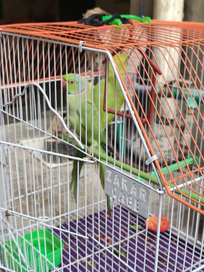 pair for sale
