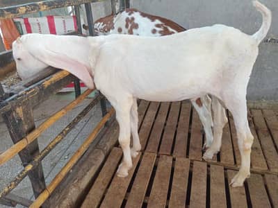 1 gulabi kheera bacha for sale in rwp,mohallahrajasultan