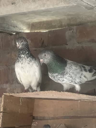 30 pigeons for sale