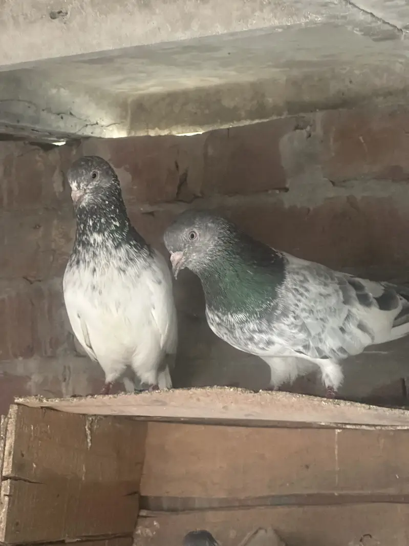 30 pigeons for sale