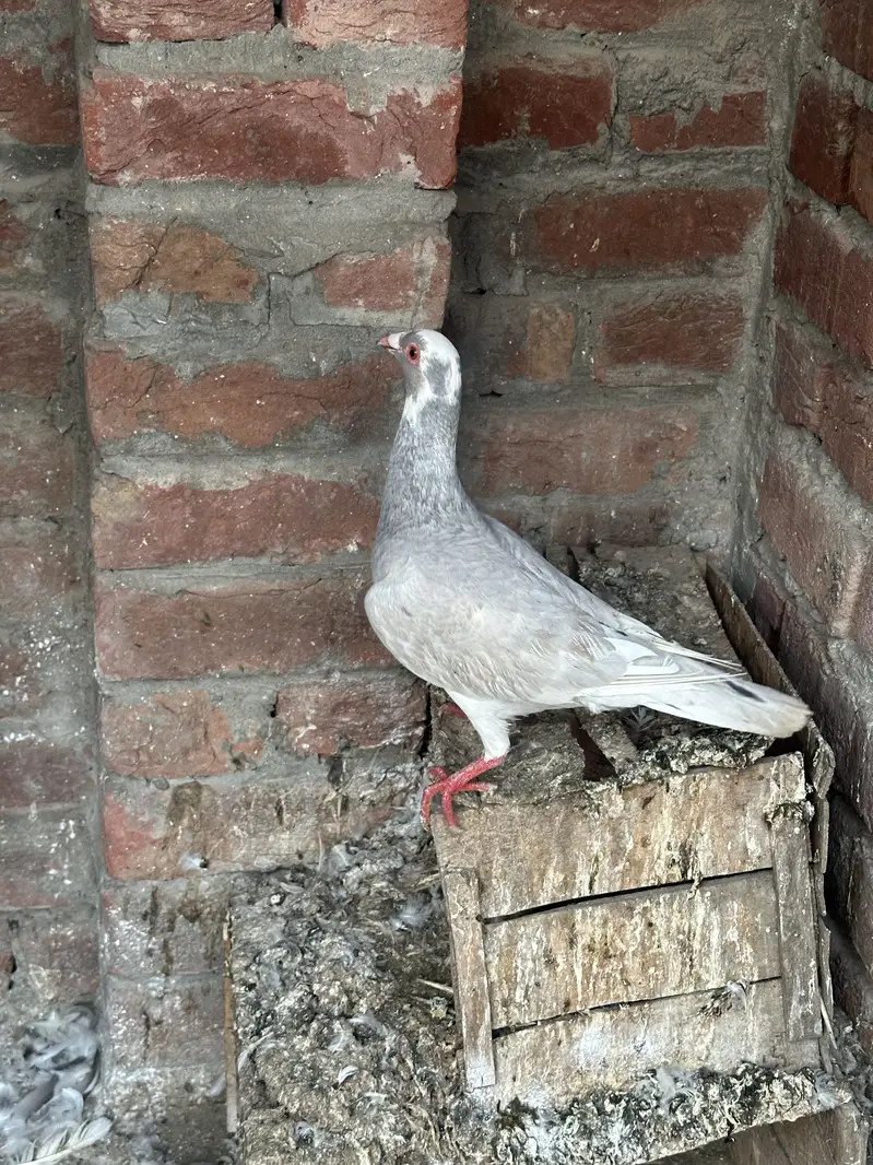 30 pigeons for sale — photo 2