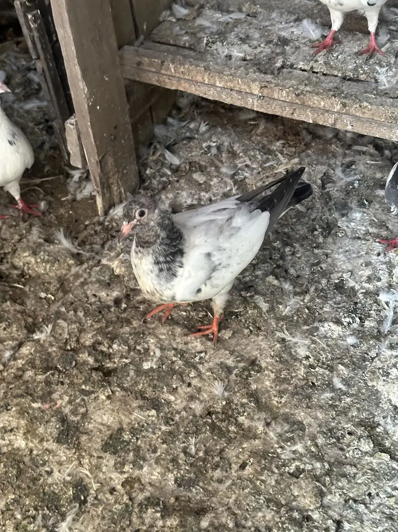30 pigeons for sale — photo 3