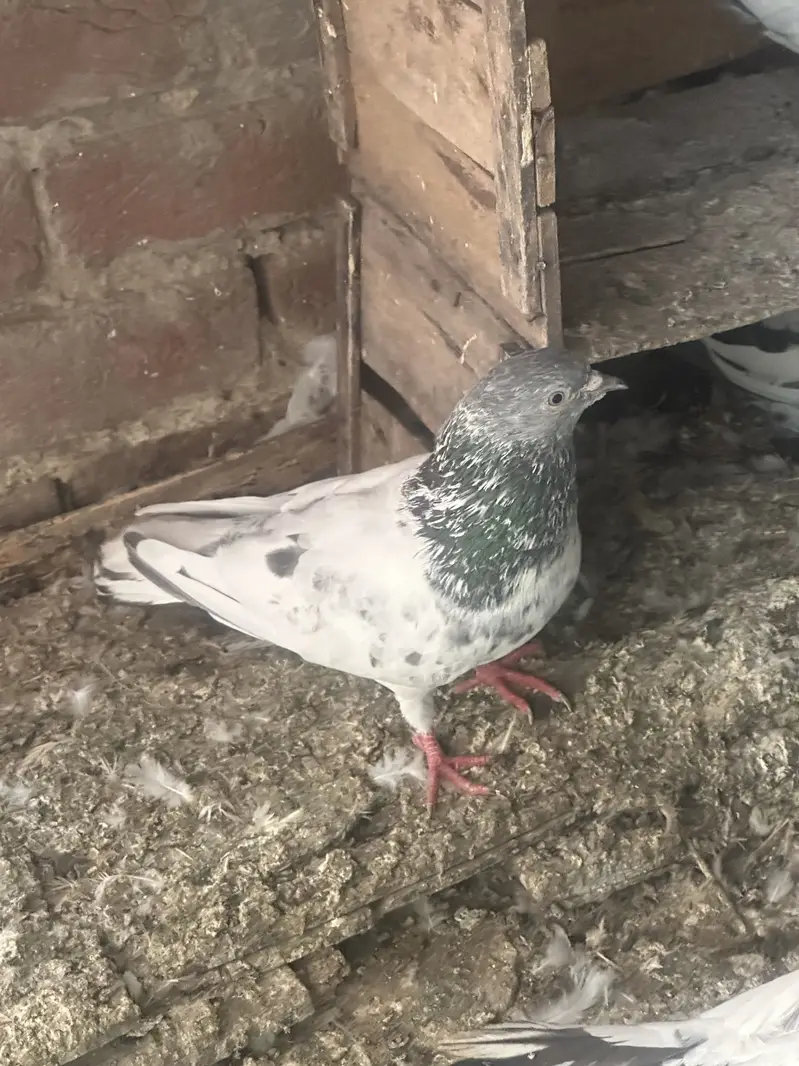 30 pigeons for sale — photo 4