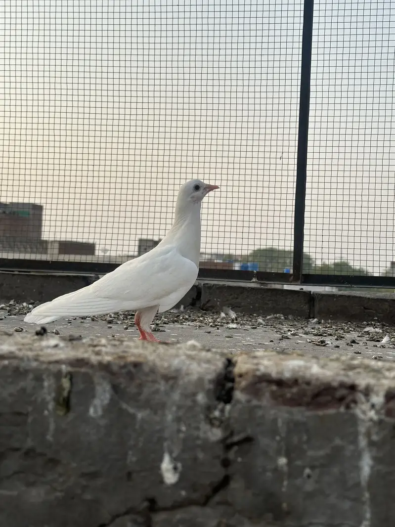 30 pigeons for sale — photo 5