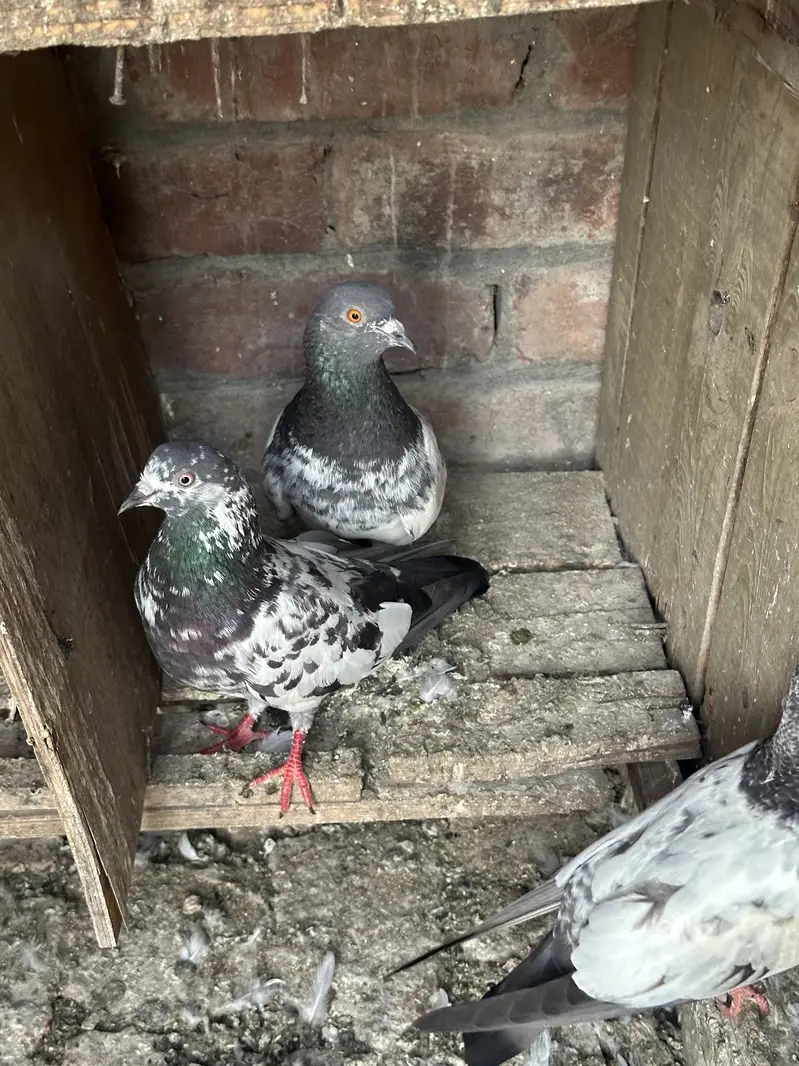30 pigeons for sale — photo 6