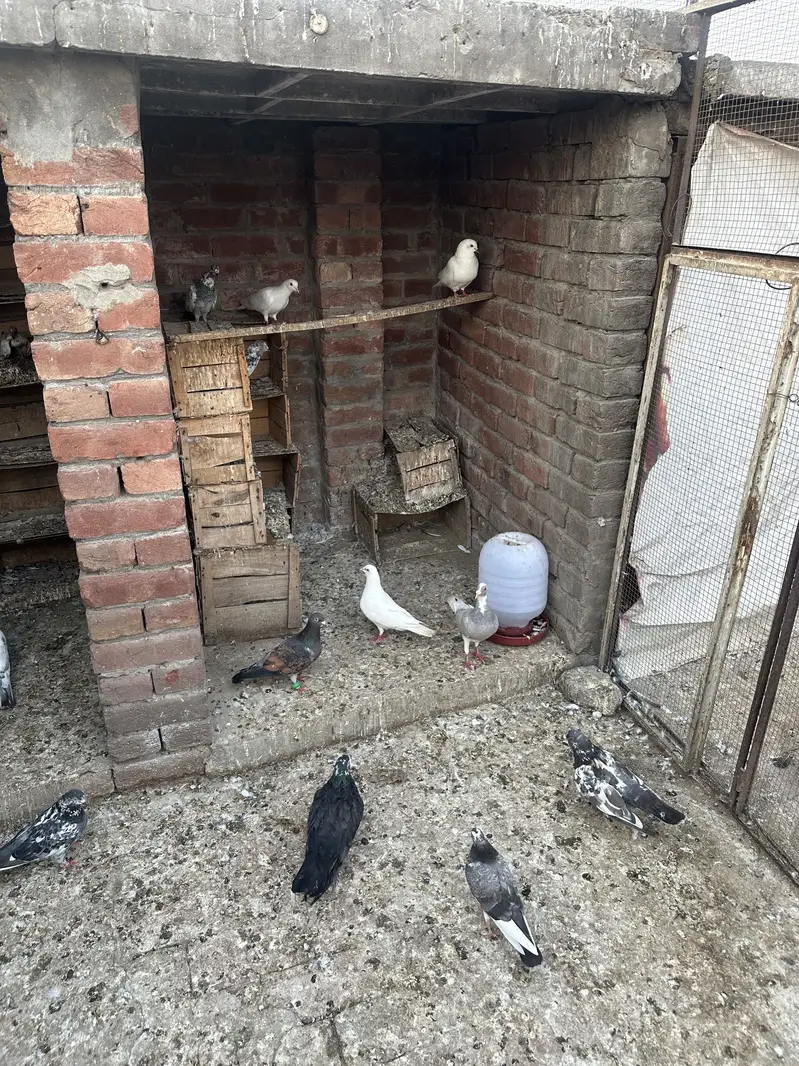 30 pigeons for sale — photo 7