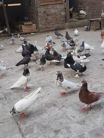All pigeons sell 100 pigeons to sell and 1 pigeon price 500 rupes
