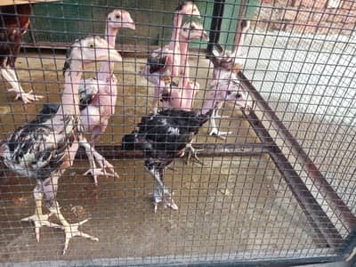 Thai + penius chicks