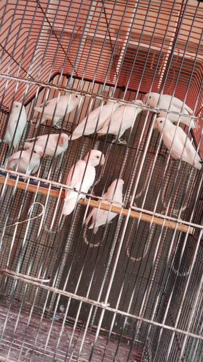 lotino /Albino red eyes, splits