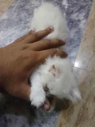 cute cat
