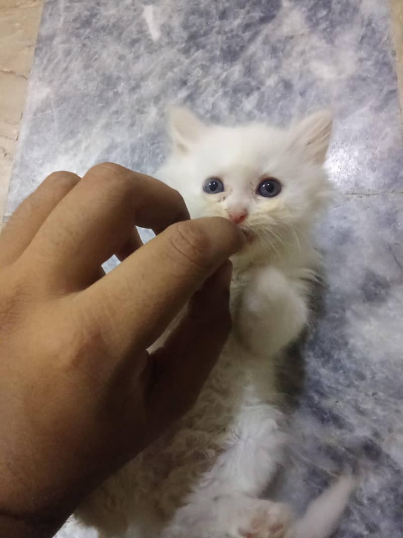 cute cat 1