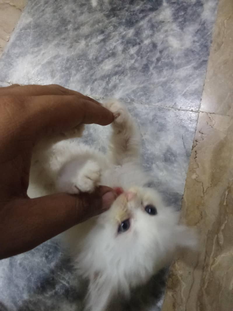 cute cat 2