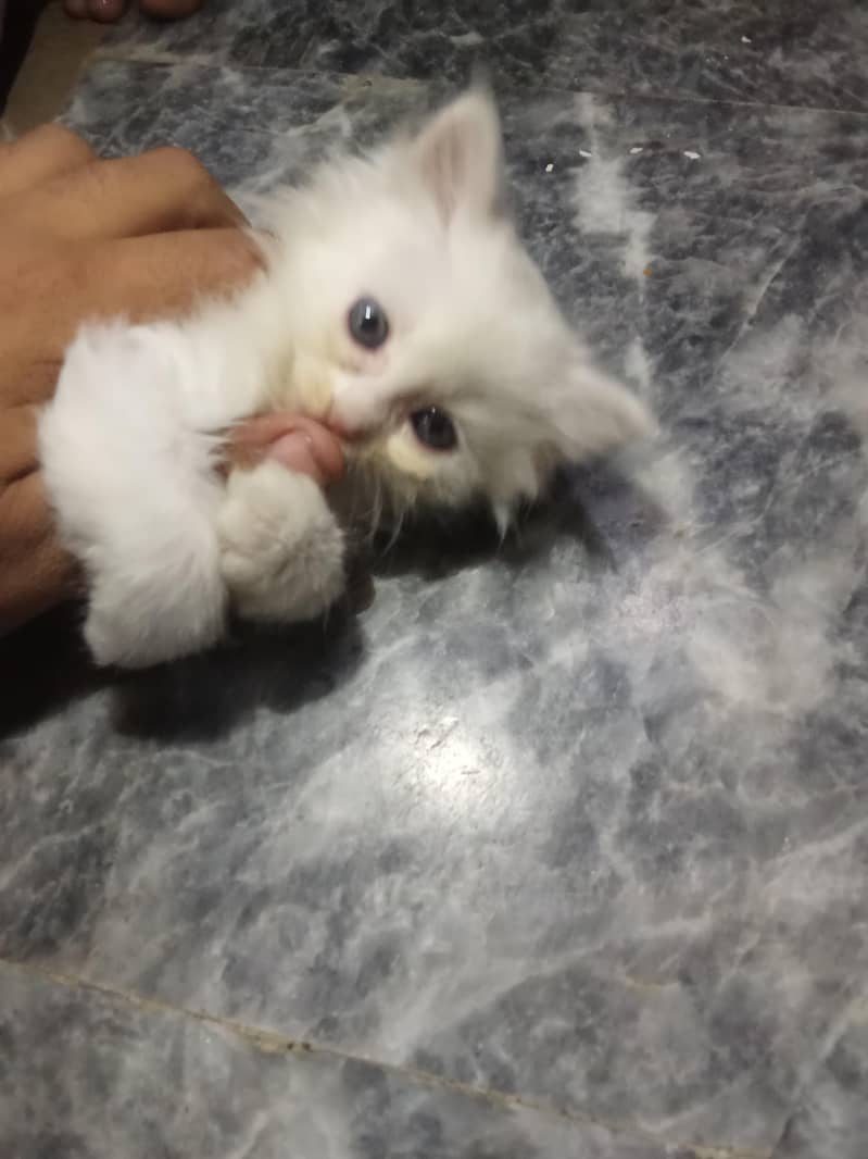 cute cat 3