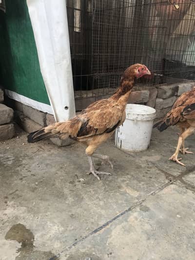 Aseel burmi aseel chicks