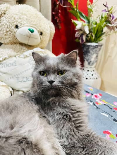 percian male cat
