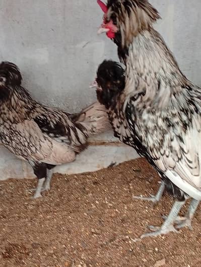 silver laced polish/ white heavy buff breeders