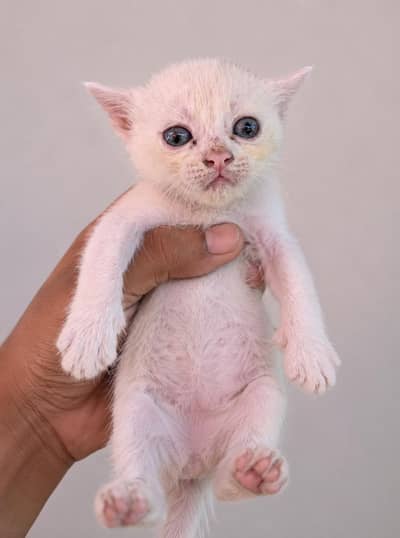 Persian kitten