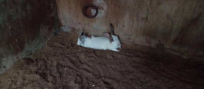Adult Rabbit