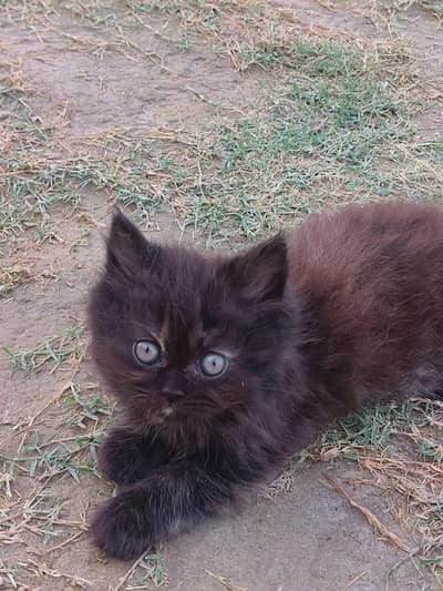 Persian Kitttens Well Trained