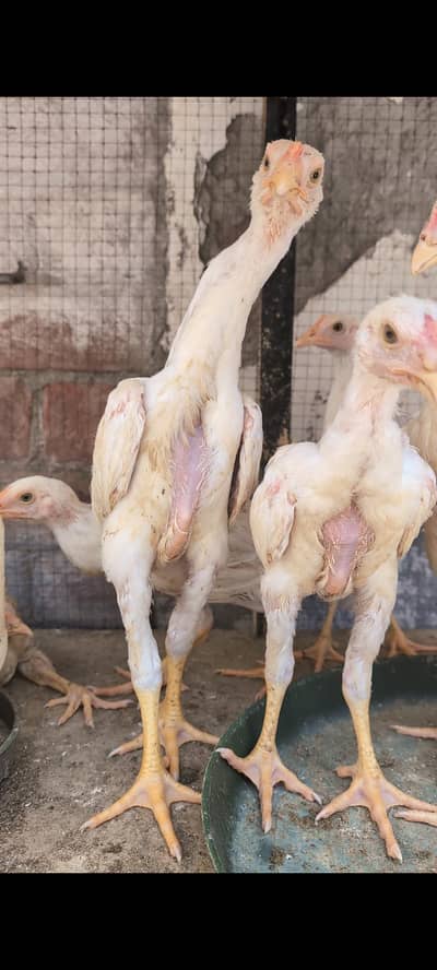 2 months chicks