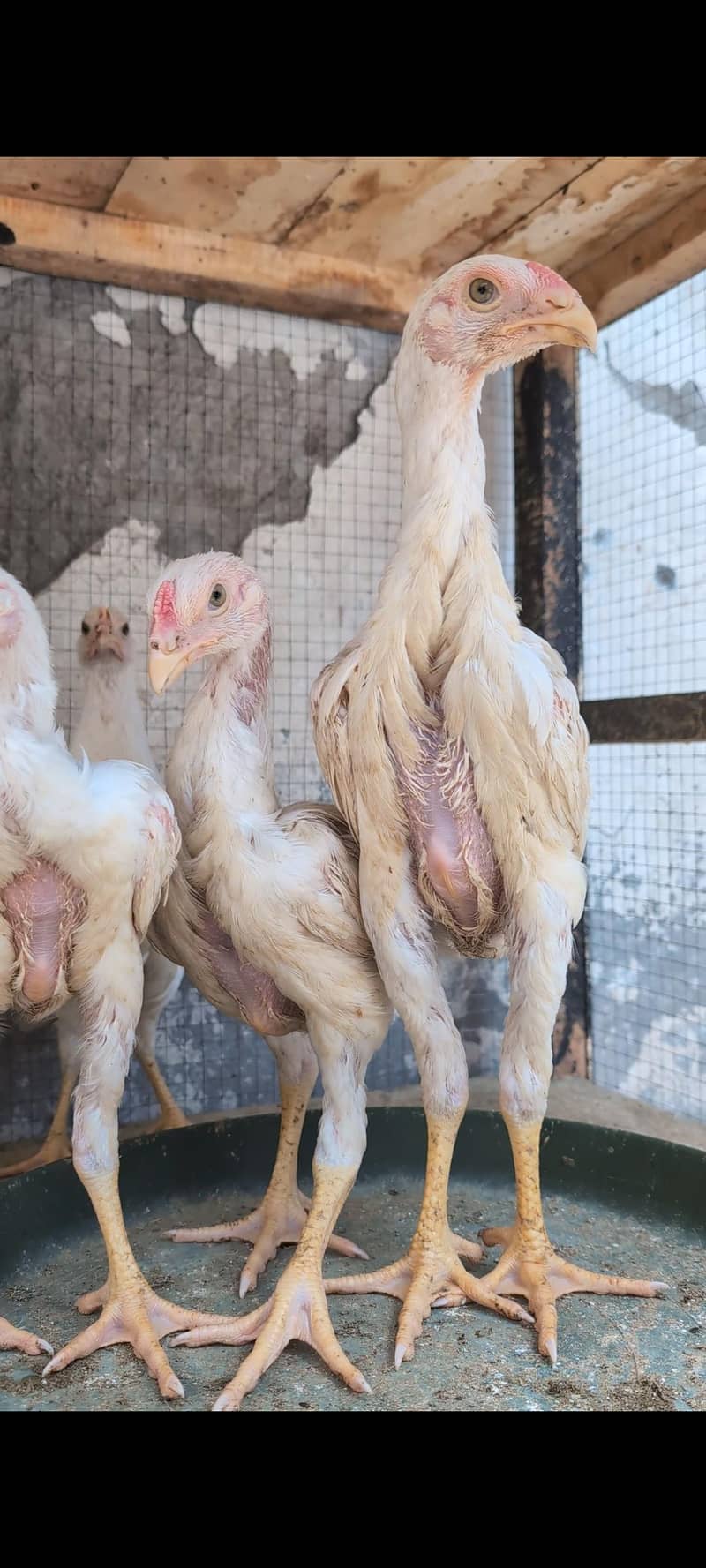 2 months chicks 1