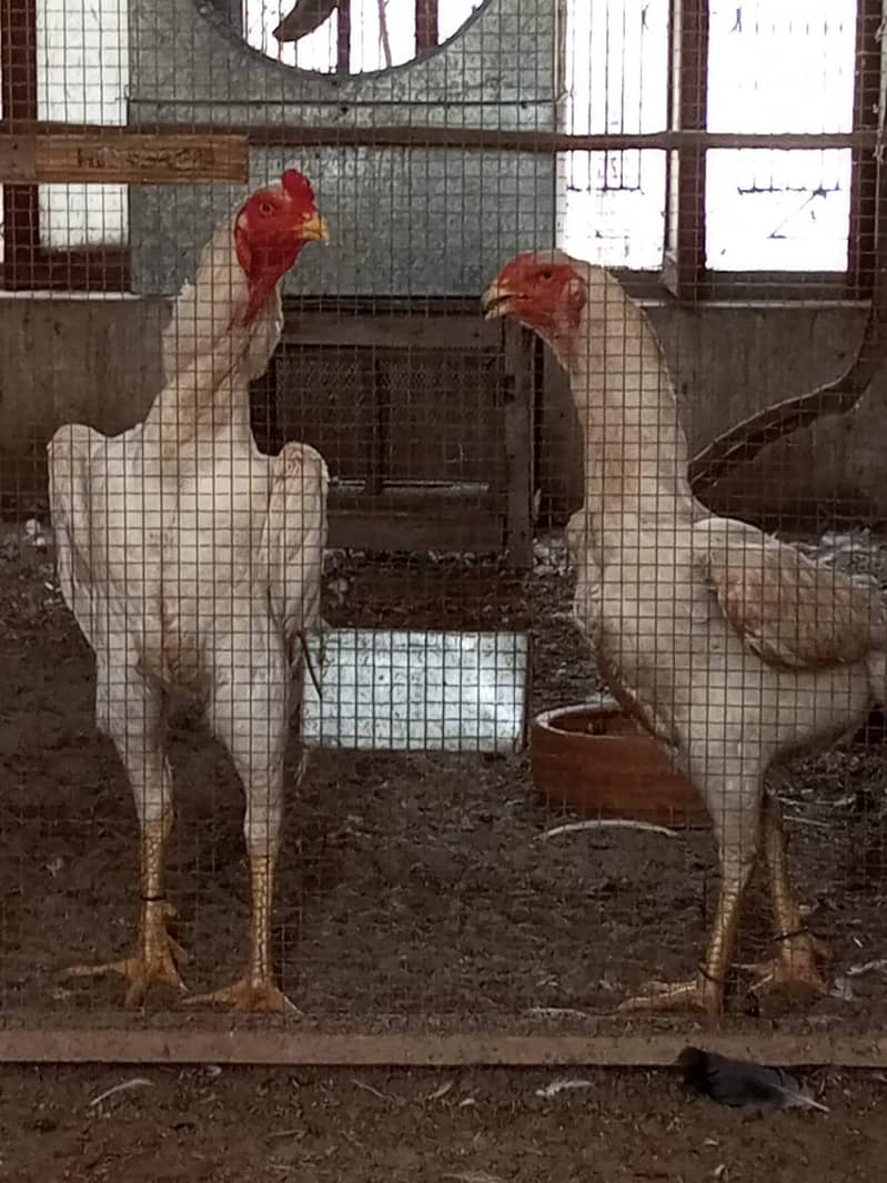2 months chicks 2
