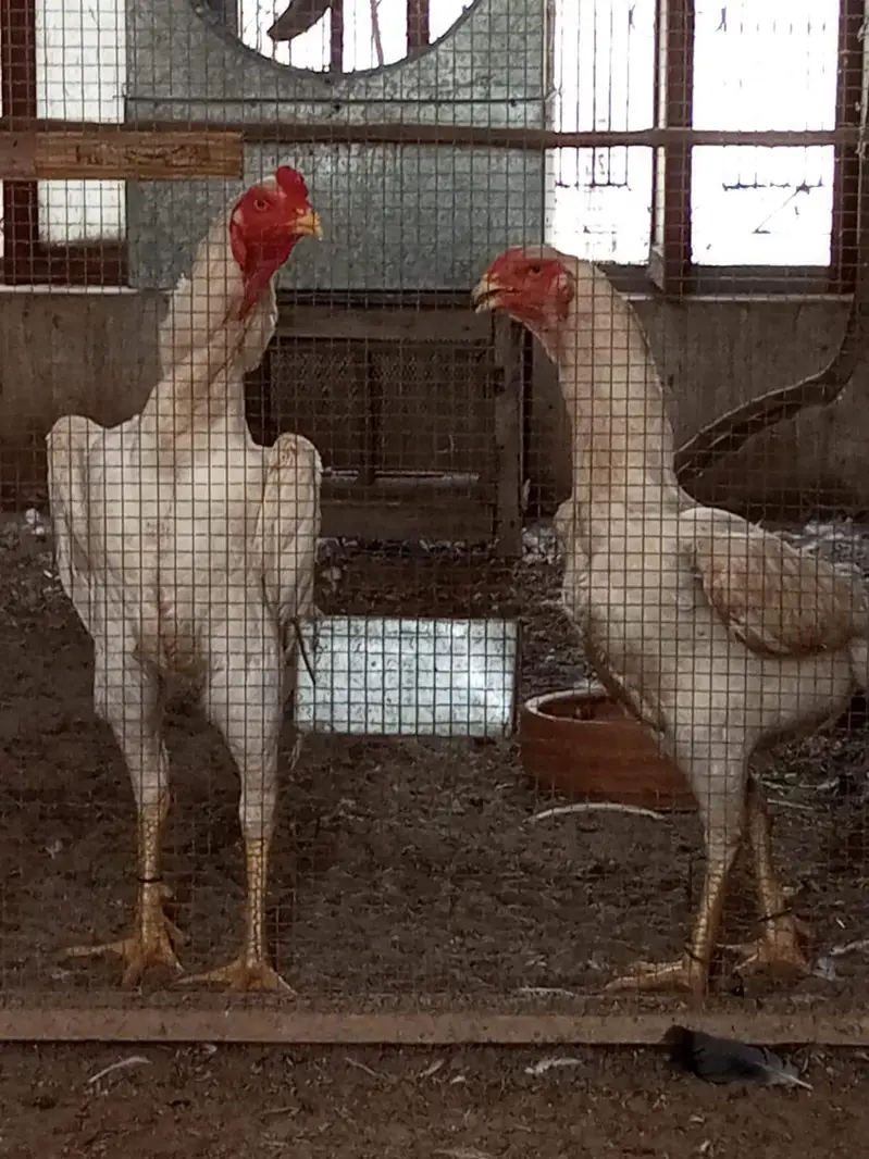 2 months chicks — photo 3