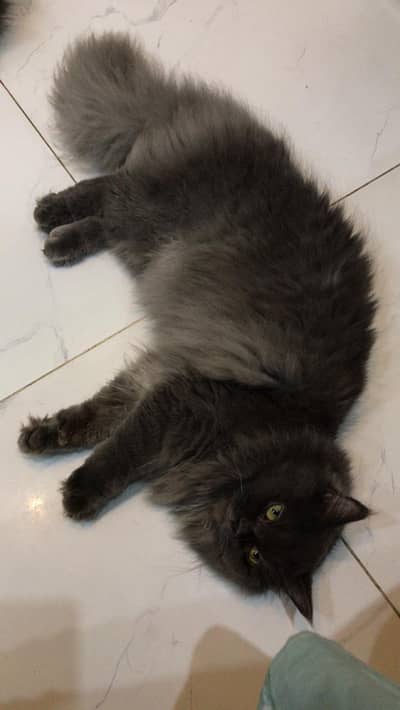 Grey Russian cat