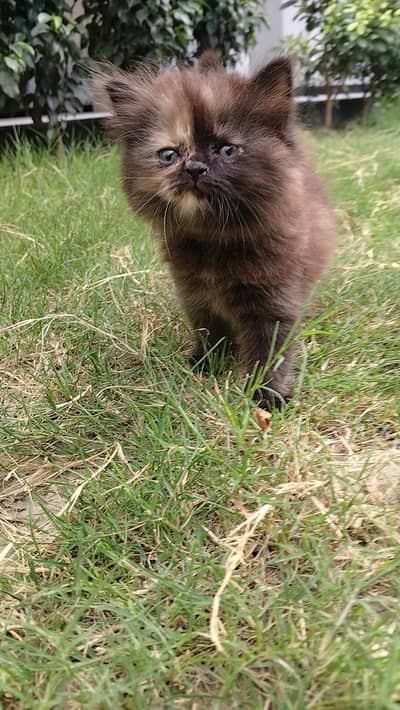 Brown + Black kitten with pure Persian bread