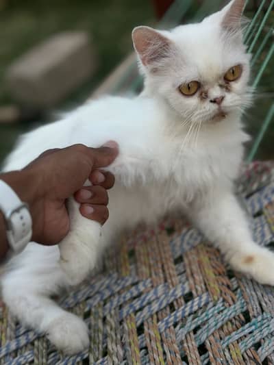 White Female Cat for Sale