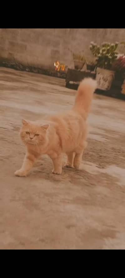 Perisian Cat for urgent sale