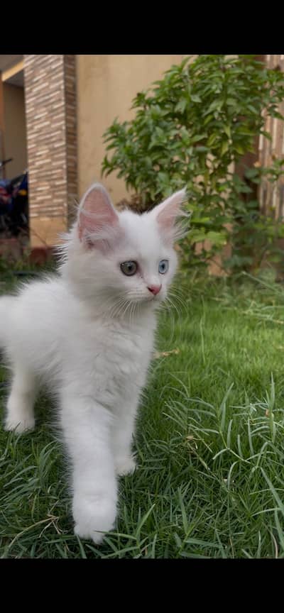 Odd eyes Persian white little kitten