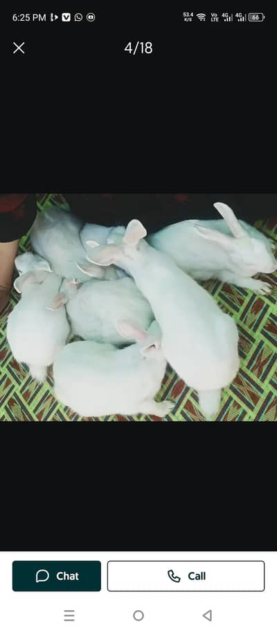 red eyes rabbit male and females  pairs