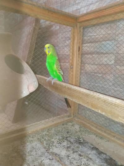 breeder pair for sell with matki and pjngra